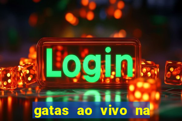 gatas ao vivo na web cam